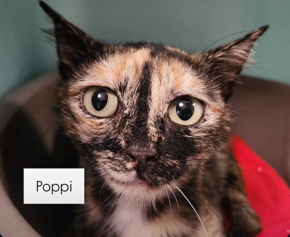 Poppi cqt - Chat Européen à adopter - photo 3