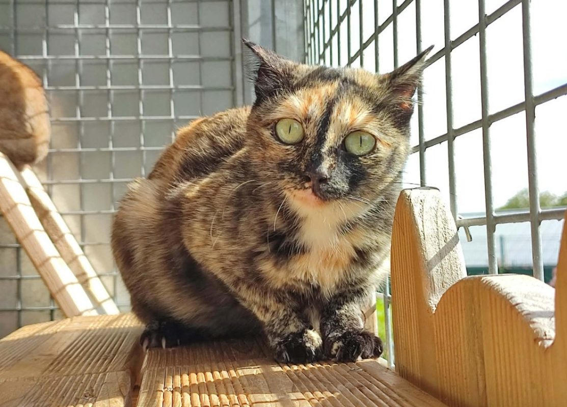 Poppi cqt - Chat Européen à adopter