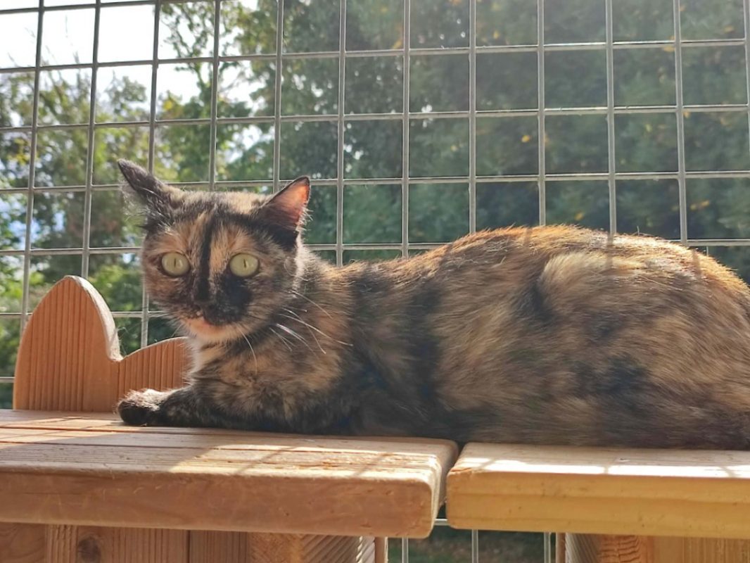 Poppi cqt - Chat Européen à adopter - photo 2