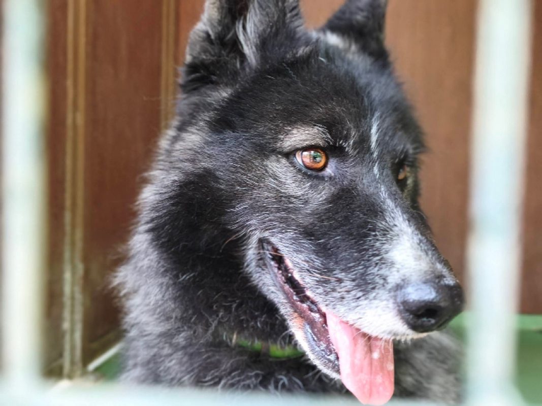 Paca - Chien à adopter