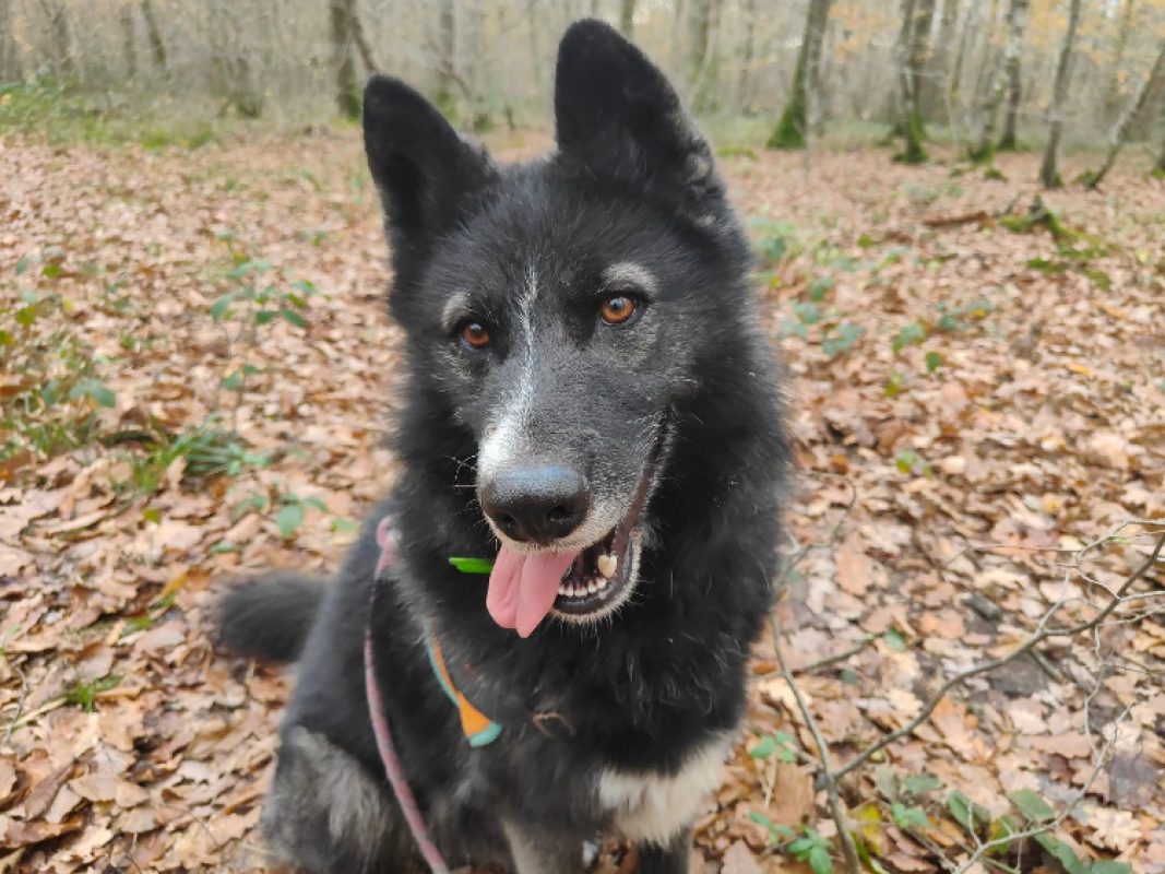 Paca - Chien à adopter - photo 2