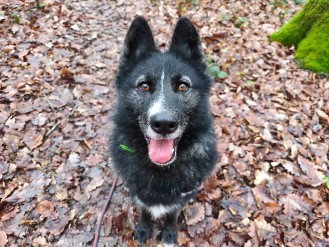Paca - Chien à adopter - photo 3