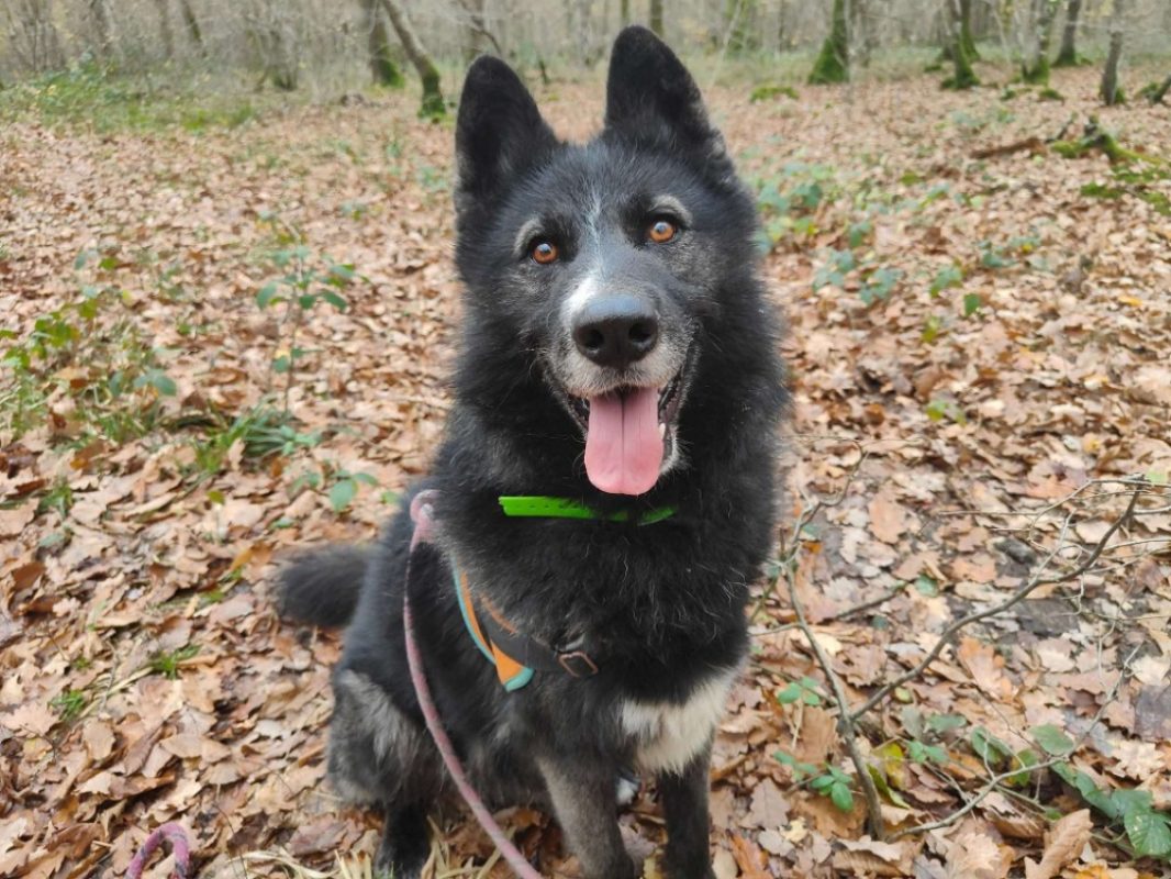 Paca - Chien à adopter - photo 4