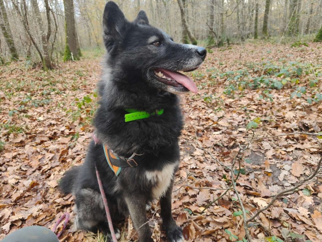 Paca - Chien à adopter - photo 5