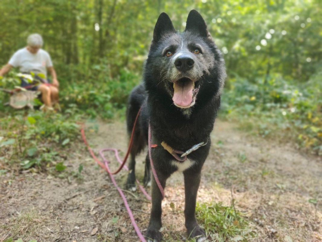 Paca - Chien à adopter - photo 6