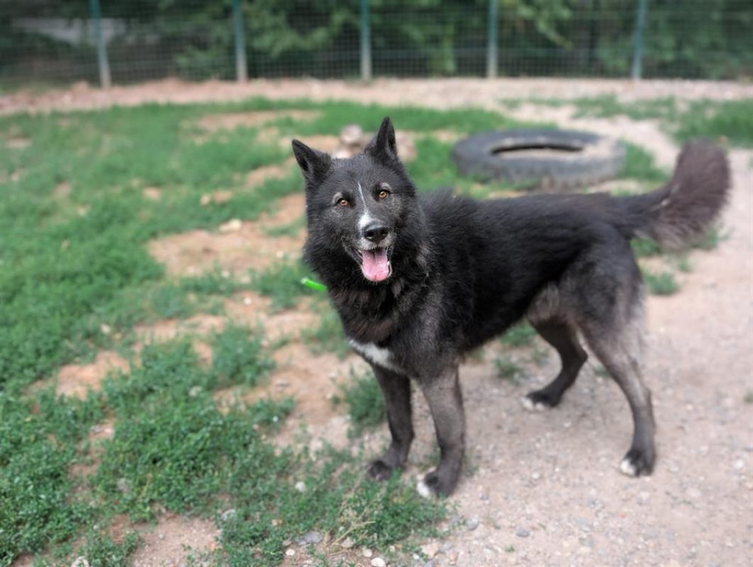 Paca - Chien à adopter - photo 7