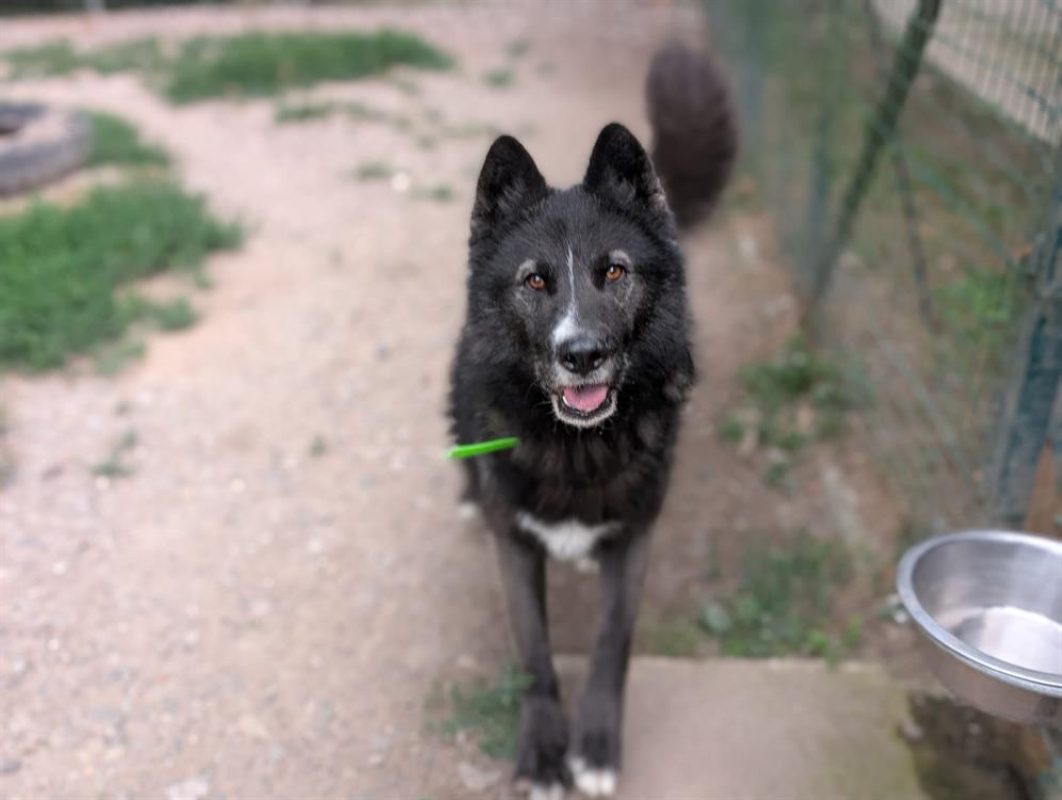 Paca - Chien à adopter - photo 8