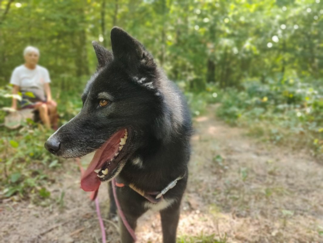 Paca - Chien à adopter - photo 9