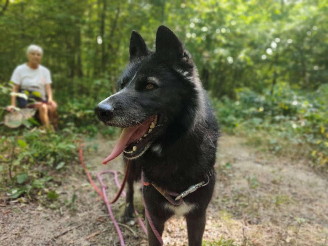 Paca - Chien à adopter - photo 10