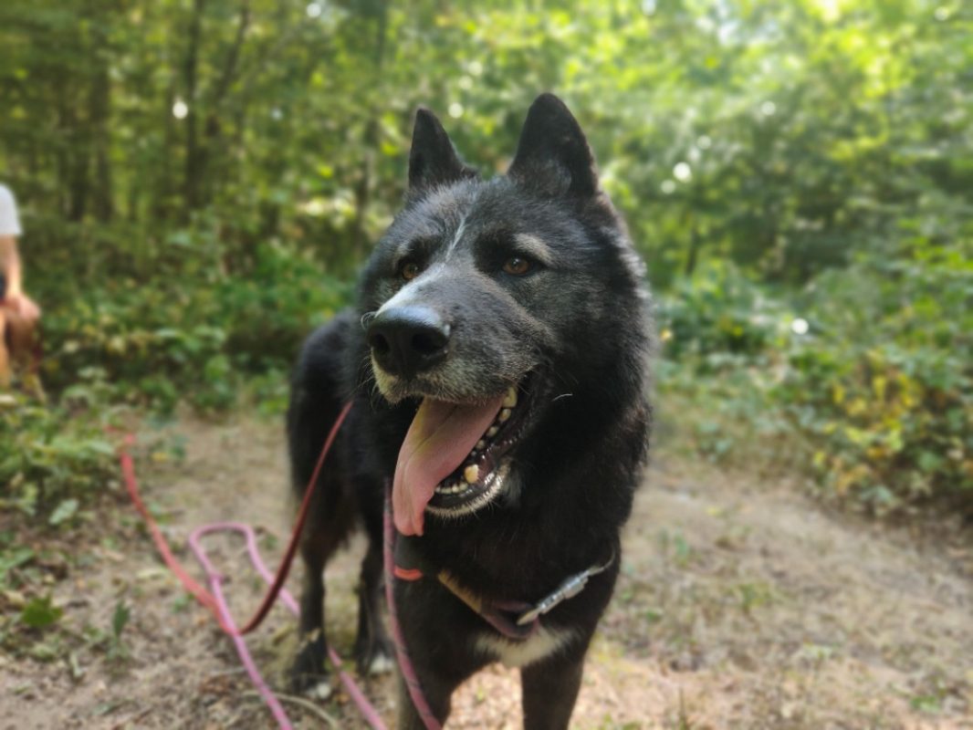 Paca - Chien à adopter - photo 11