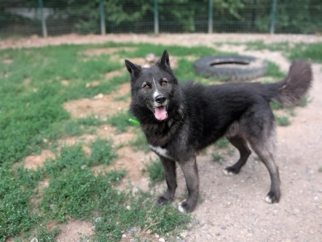 Paca - Chien à adopter - photo 6