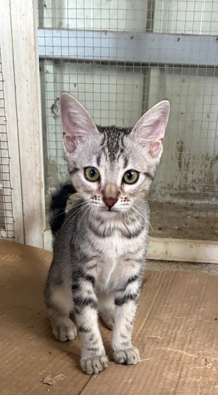 BELLA - Chat à adopter - photo 4