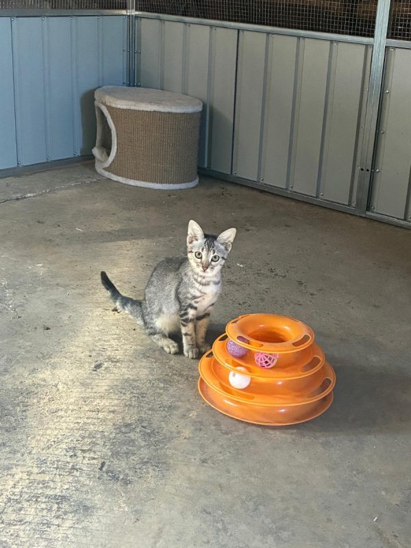 BELLA - Chat à adopter - photo 6