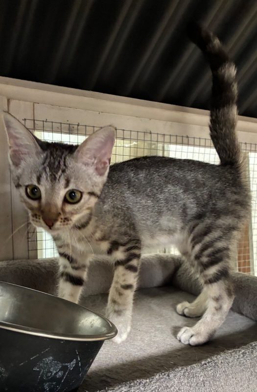 BELLA - Chat à adopter - photo 5