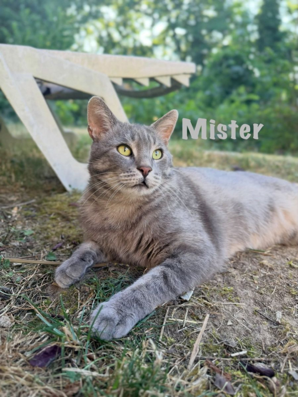 Photo #2 de MISTER