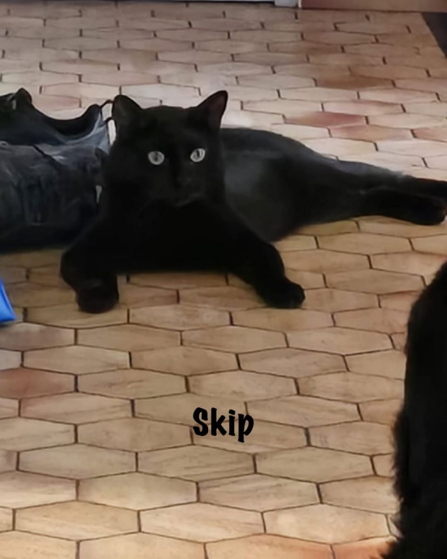 Photo #2 de SKIP