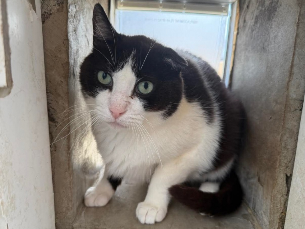 Ares - Chat Européen à adopter