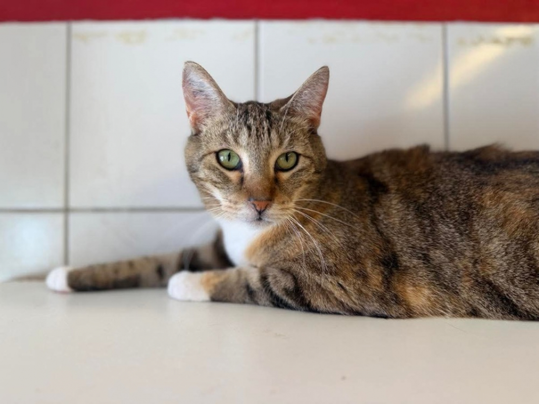 Photo de Artemis
