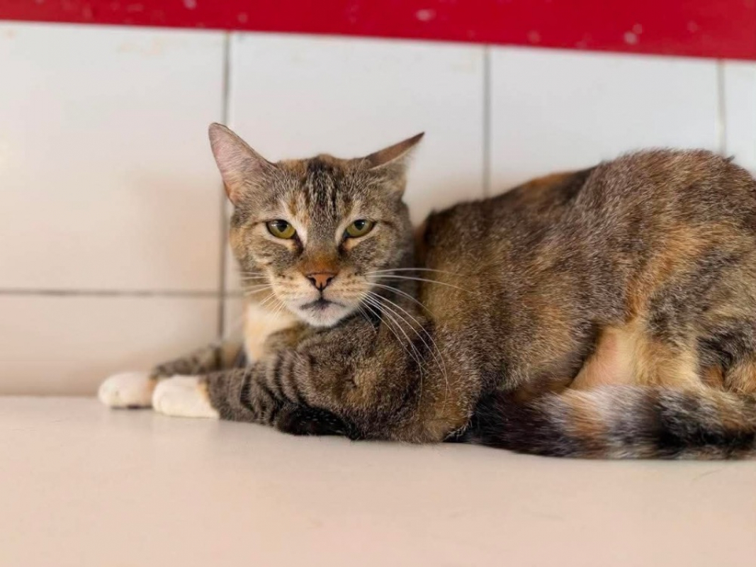 Hera - Chat Européen à adopter