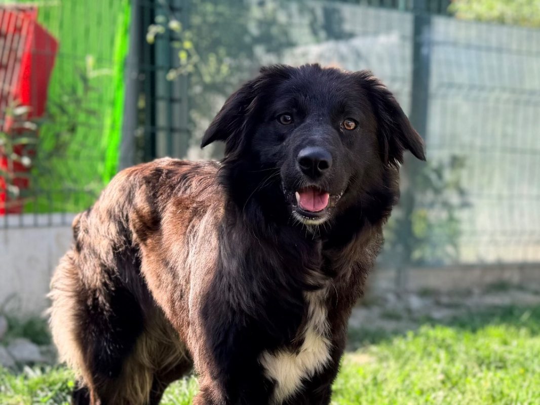Lexie - Chien Border Collie à adopter