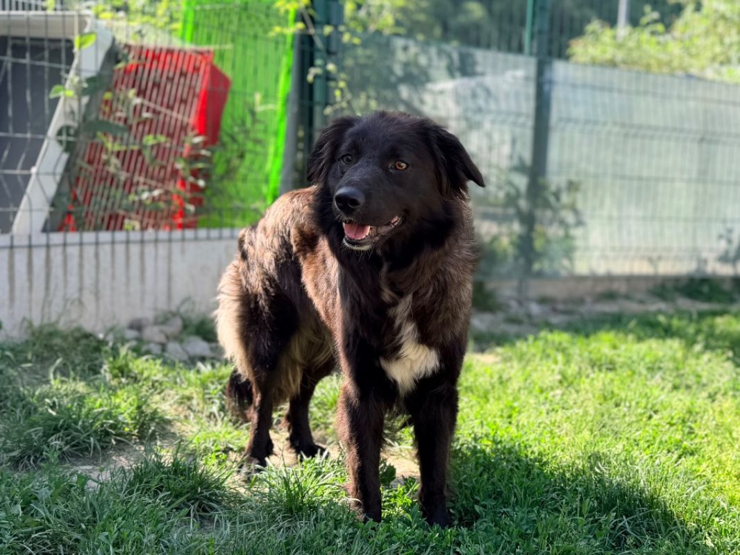 Lexie - Chien Border Collie à adopter - photo 2