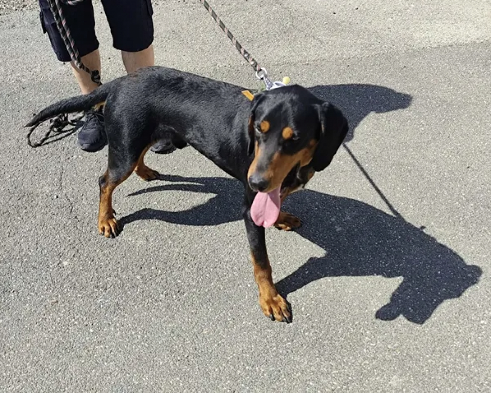 Apero - Chien Braque allemand à poil court à adopter