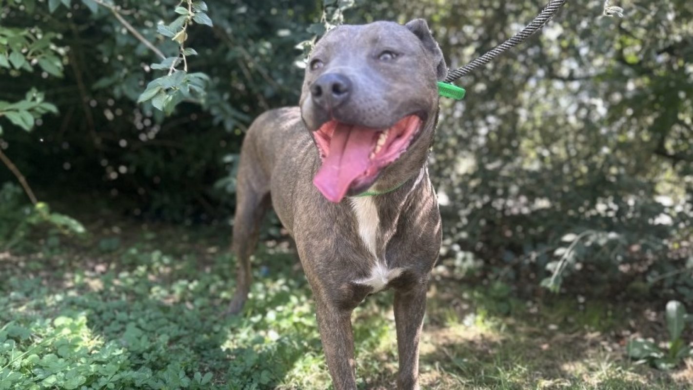 Lana - Chien Bouledogue Américain à adopter