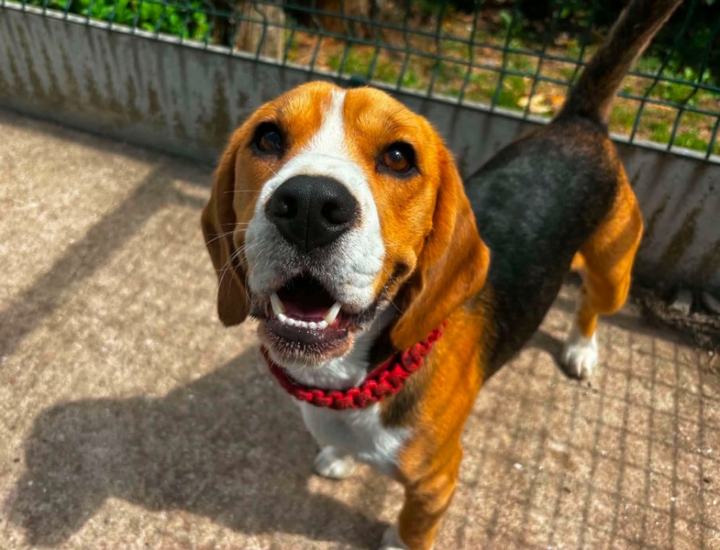 Austin - Chien Beagle à adopter
