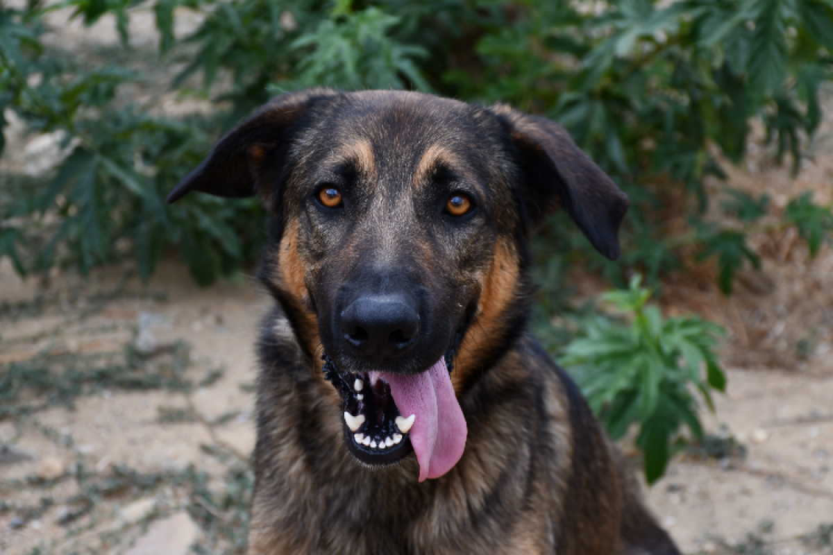 Vasco - Chien à adopter
