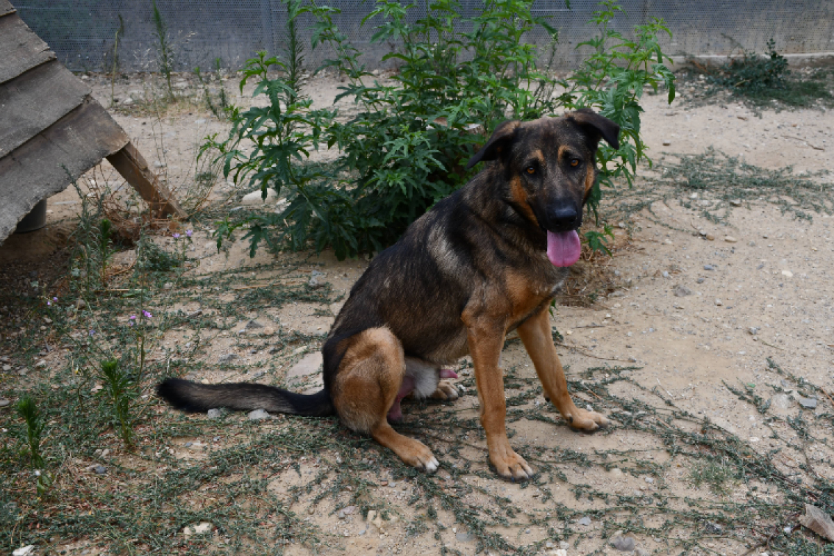 Vasco - Chien à adopter - photo 2