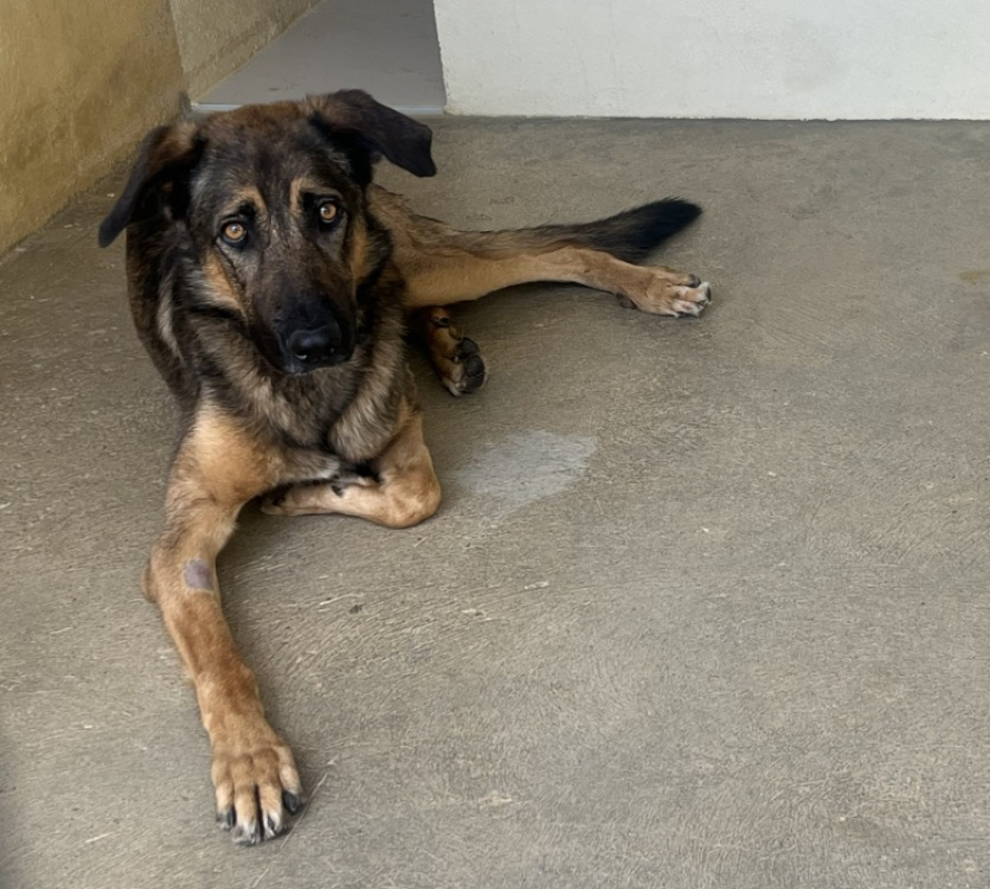 Vasco - Chien à adopter - photo 3