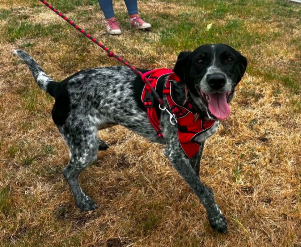 Pipa - Chien Braque allemand à poil court à adopter