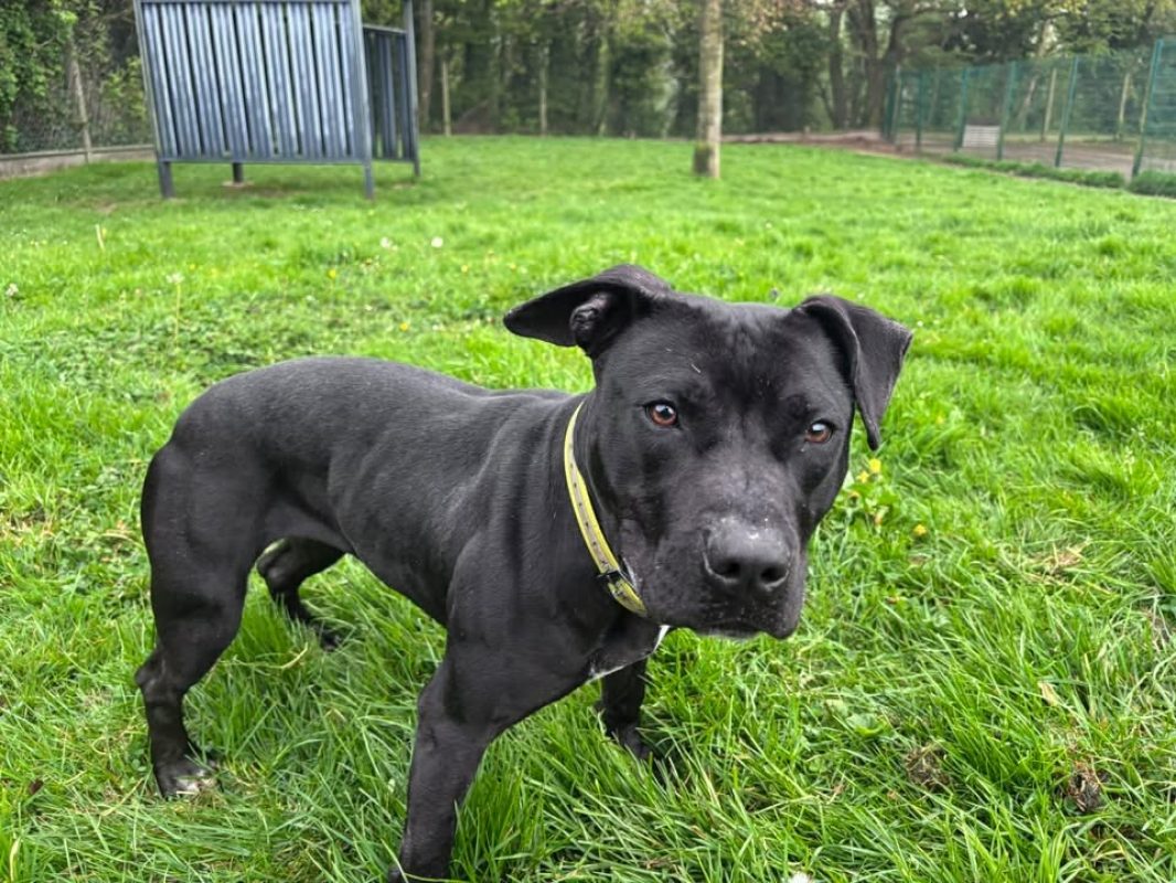 Tonic - Chien à adopter