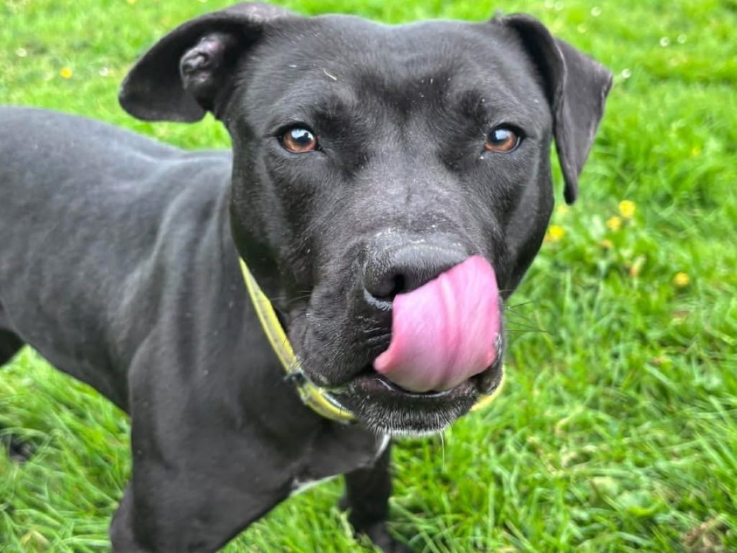 Tonic - Chien à adopter - photo 2