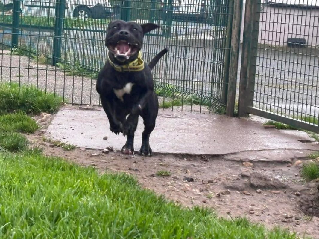 Tonic - Chien à adopter - photo 3