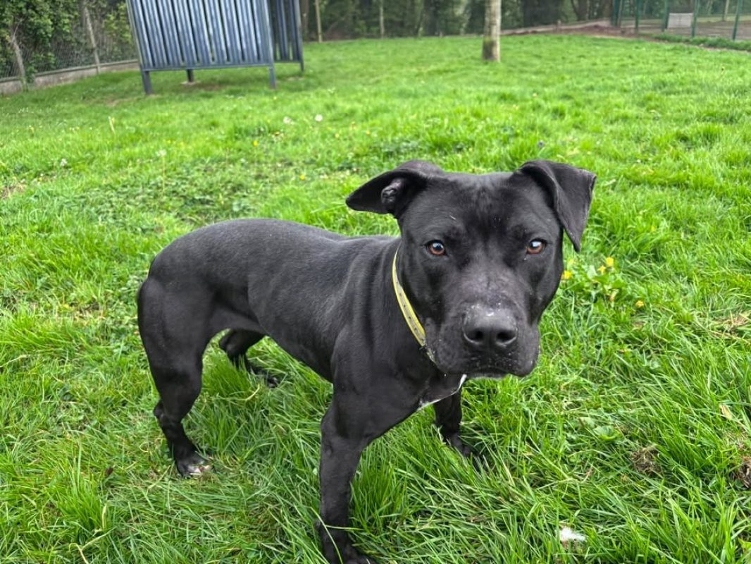 Tonic - Chien à adopter - photo 5