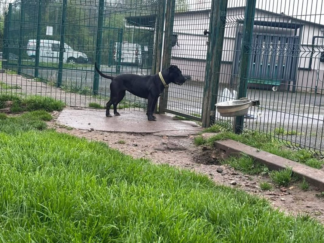 Tonic - Chien à adopter - photo 6