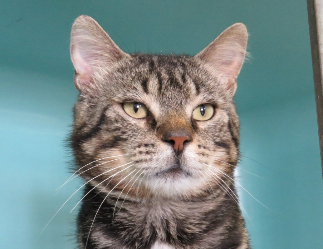 Vagabond - Chat Européen à adopter