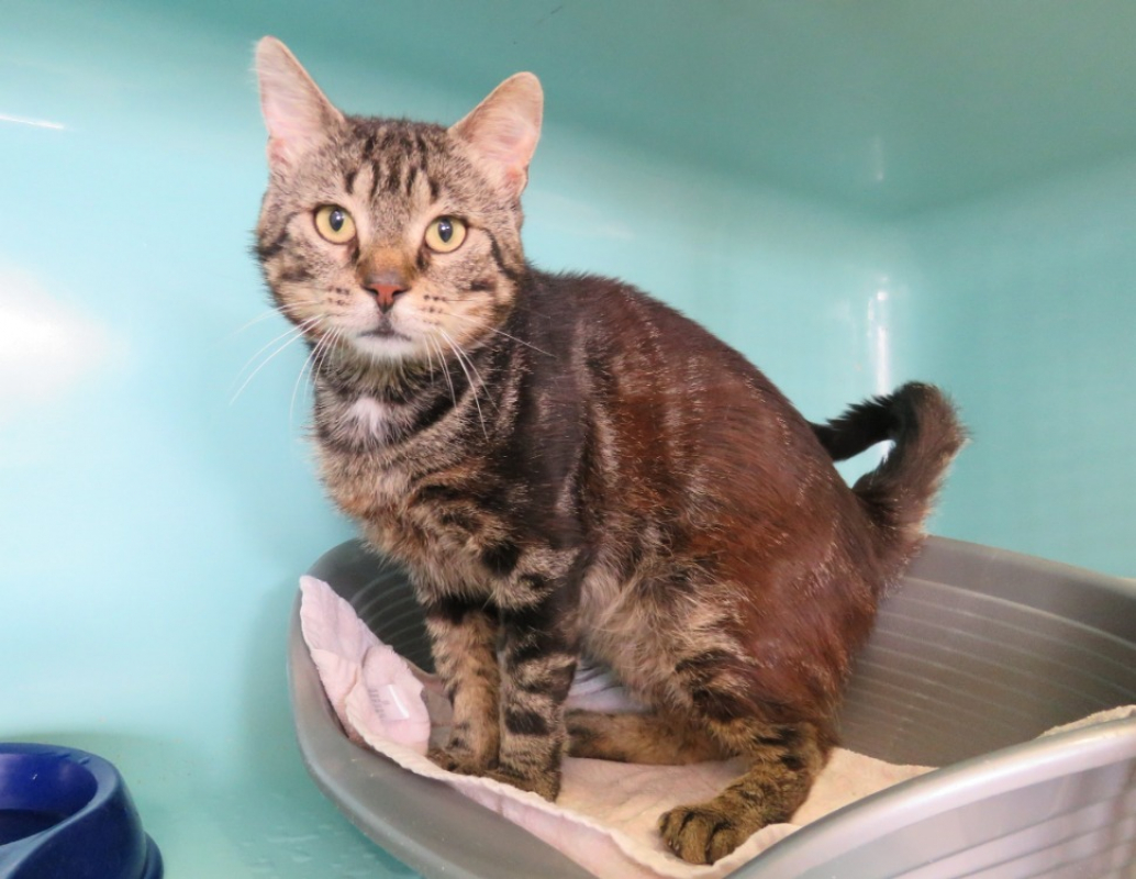 Vagabond - Chat Européen à adopter - photo 2