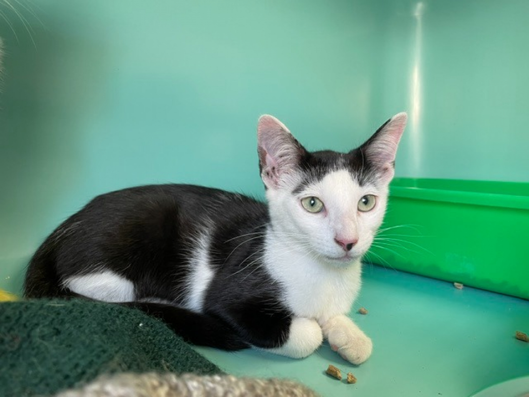 Tachou - Chat Européen à adopter
