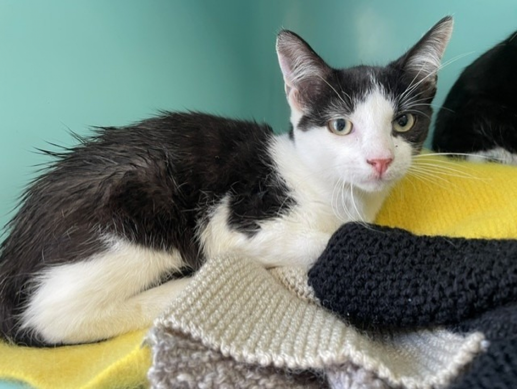 Toutoune - Chat Européen à adopter