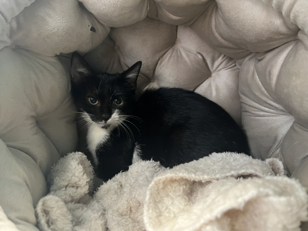 Photo de Domino