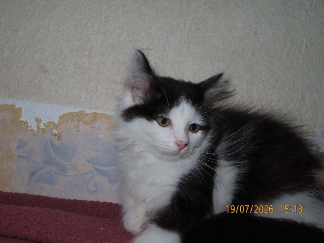 Photo #1 de Link