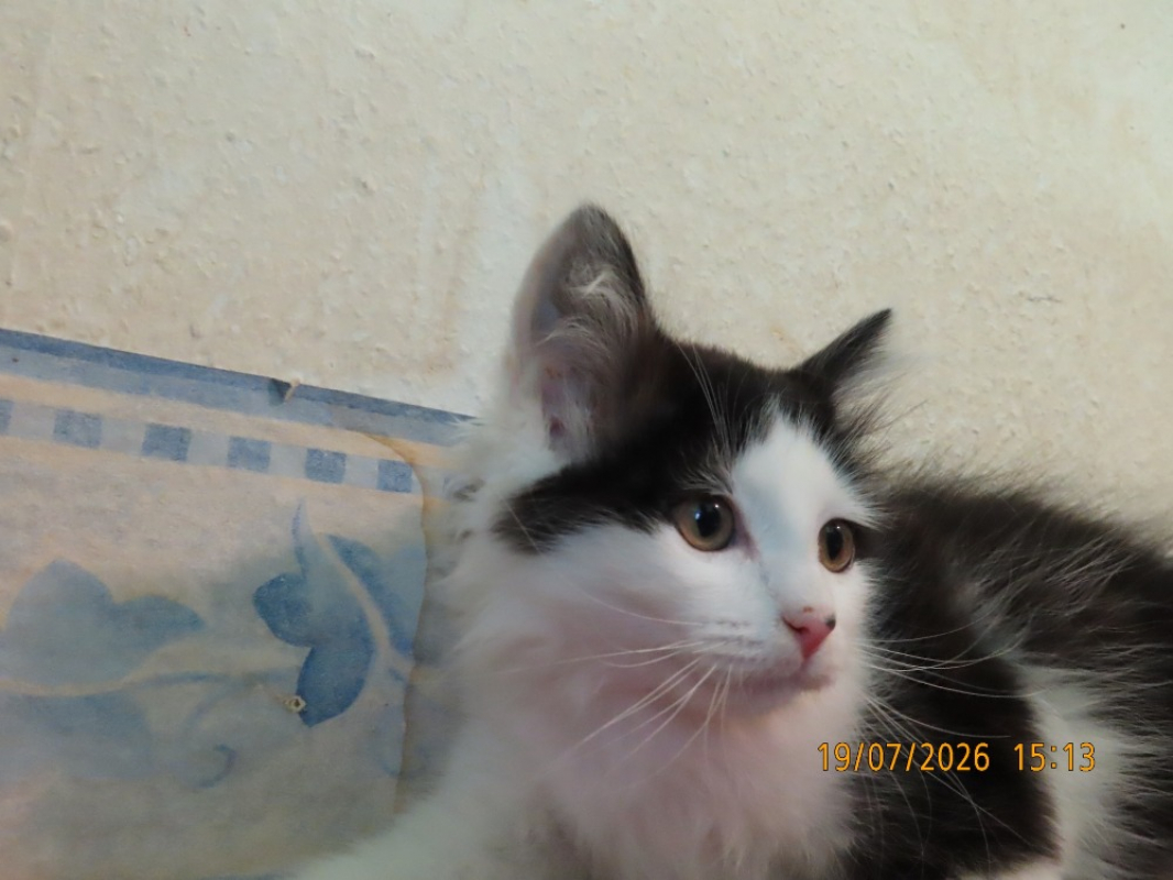 Photo #2 de Link