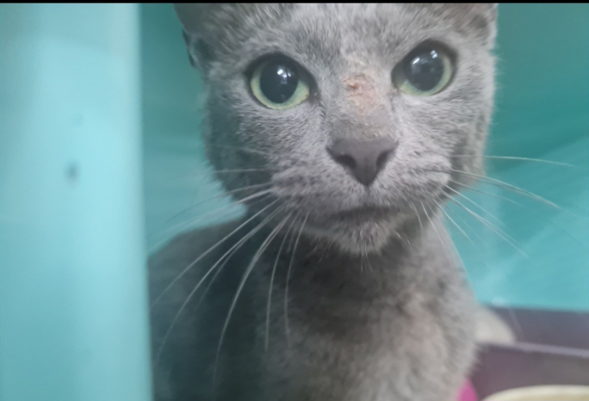 Photo de Minerva