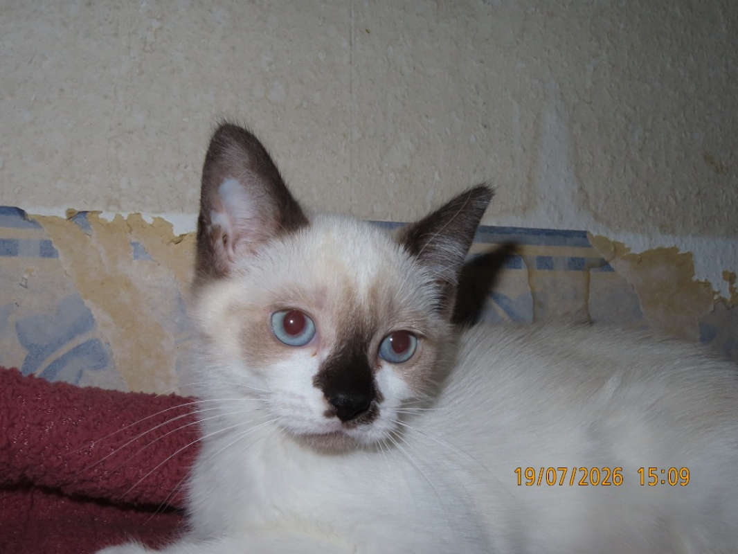Photo #1 de Nini chat