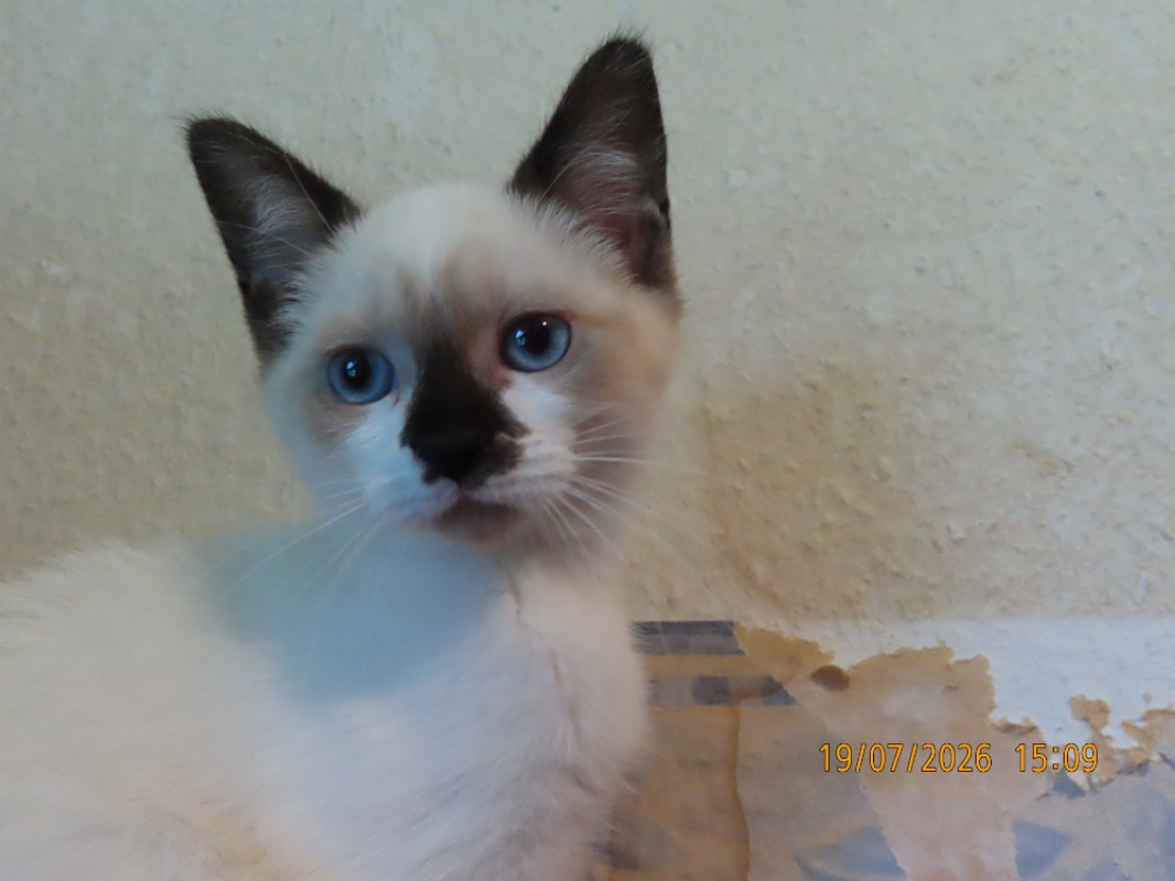 Photo #2 de Nini chat