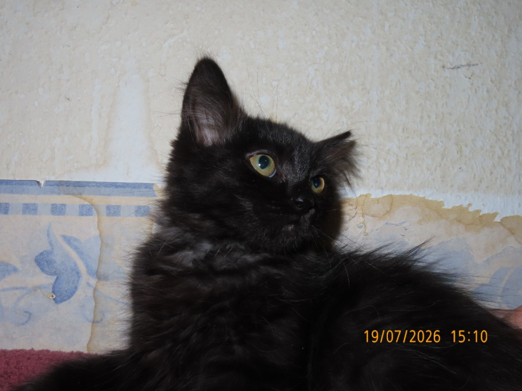 Photo #1 de Naka