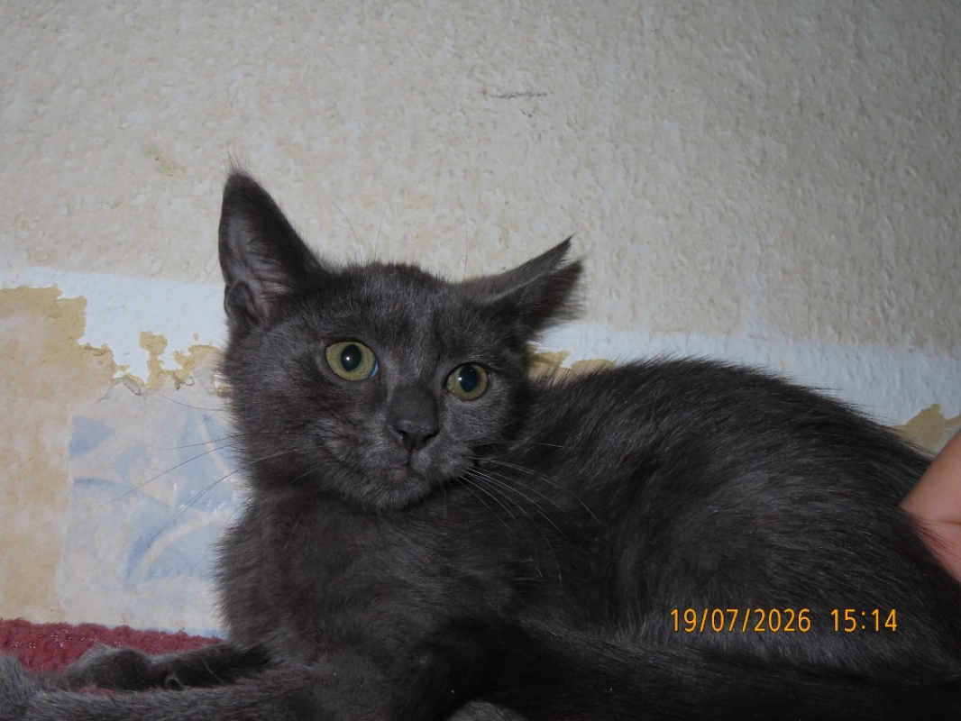 Photo #1 de Kaya