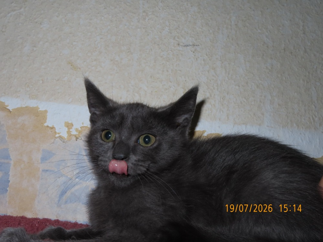 Photo #2 de Kaya